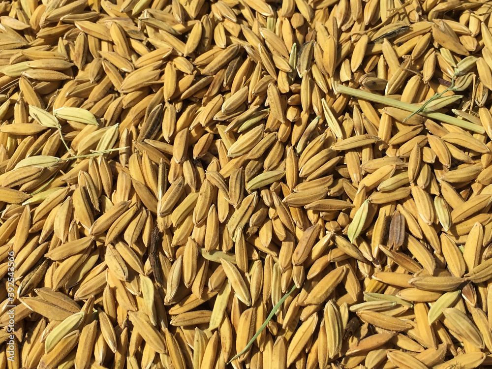 Paddy or rice seeds' drying in the northern part of Thailand. Paddy or rice seeds' drying in the northern part of Thailand.