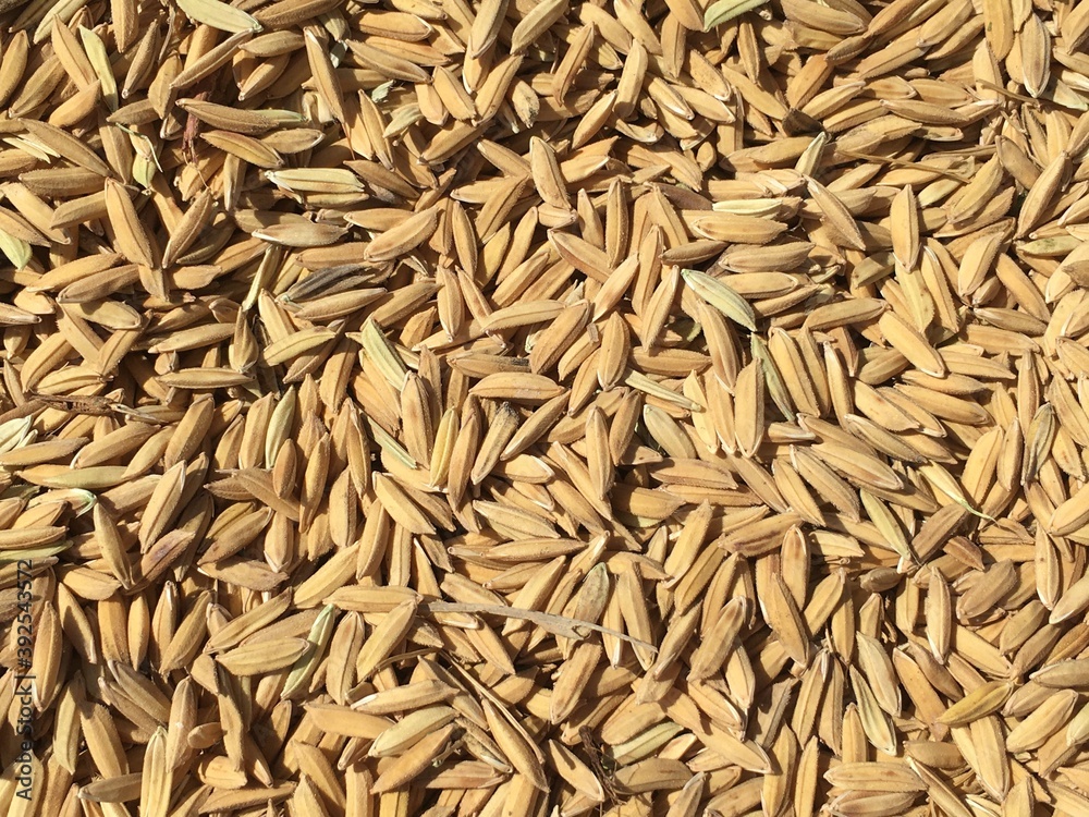Paddy or rice seeds' drying in the northern part of Thailand. Paddy or rice seeds' drying in the northern part of Thailand.