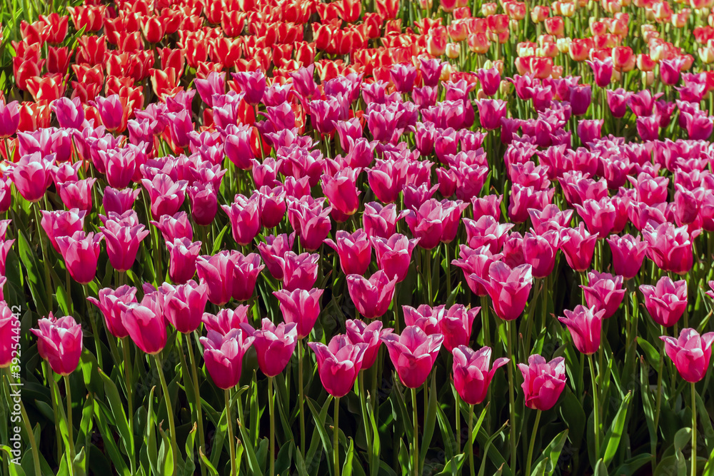 Tulip field close up view mix purple red tulips Tulip field close up view mix purple red tulips