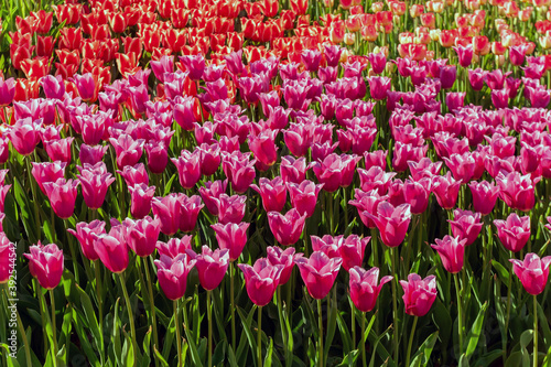 Tulip field close up view mix purple red tulips