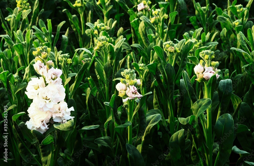 Fototapeta premium ストックの花