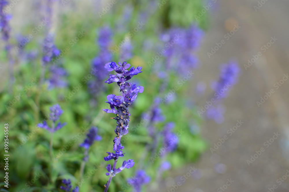 ブルーサルビアの花 ブルーサルビアの花