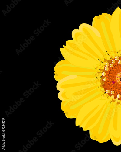 Botanical wall art vector background. Zinnia in half on black background, vector illustration. Plant Art design for print, cover, wallpaper, Minimal and natural wall art