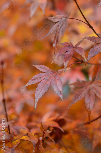Brown leaves of Japanese maple in the rain on a background of orange leaves.