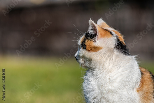 A portrait of a yellow white and black mixed colors domestic cat. The cat is looking camera. green blur background, at the park, on grass