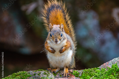 Red Squirrel (Tamiascurus hudsonicus) sitting on a rock