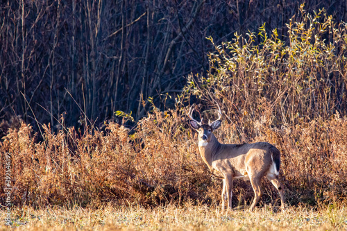Large White-tailed deer buck (Odocoileus virginianus) during the Wisconsin rut at the end of October © mtatman