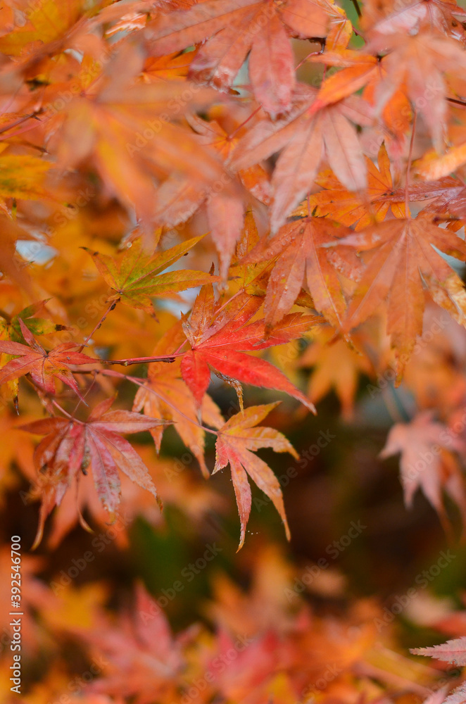 Bright orange leaves of the Japanese maple, wet from the rain. Bright orange leaves of the Japanese maple, wet from the rain.
