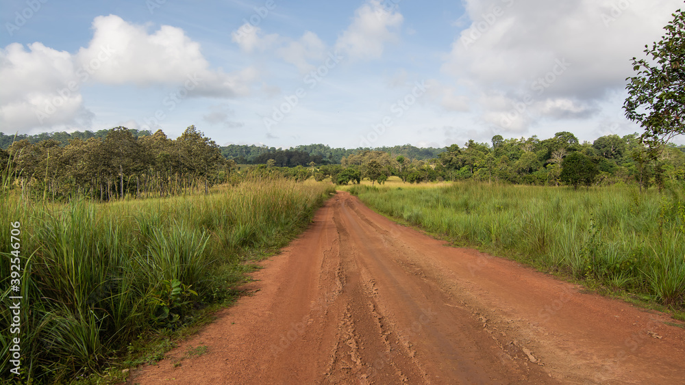 Rural road through green fields and tree in Thailand