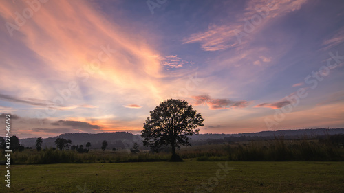 Fototapeta Naklejka Na Ścianę i Meble -  Alone tree on meadow at sunset
