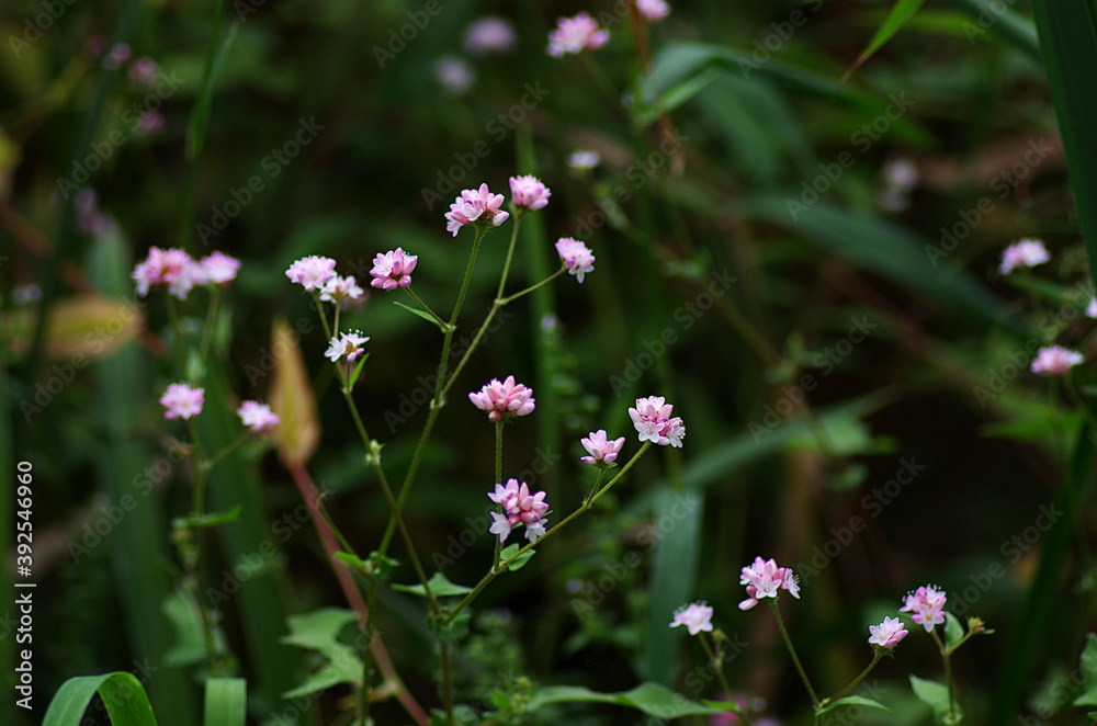 flowers in the field