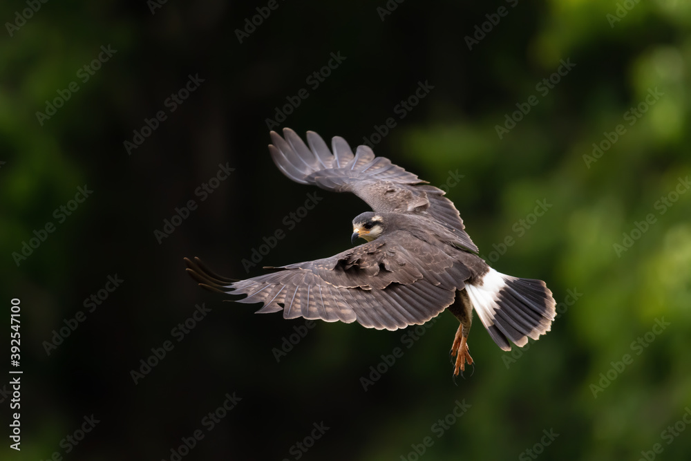 Fototapeta premium Gavião-caramujeiro (Rostrhamus sociabilis)