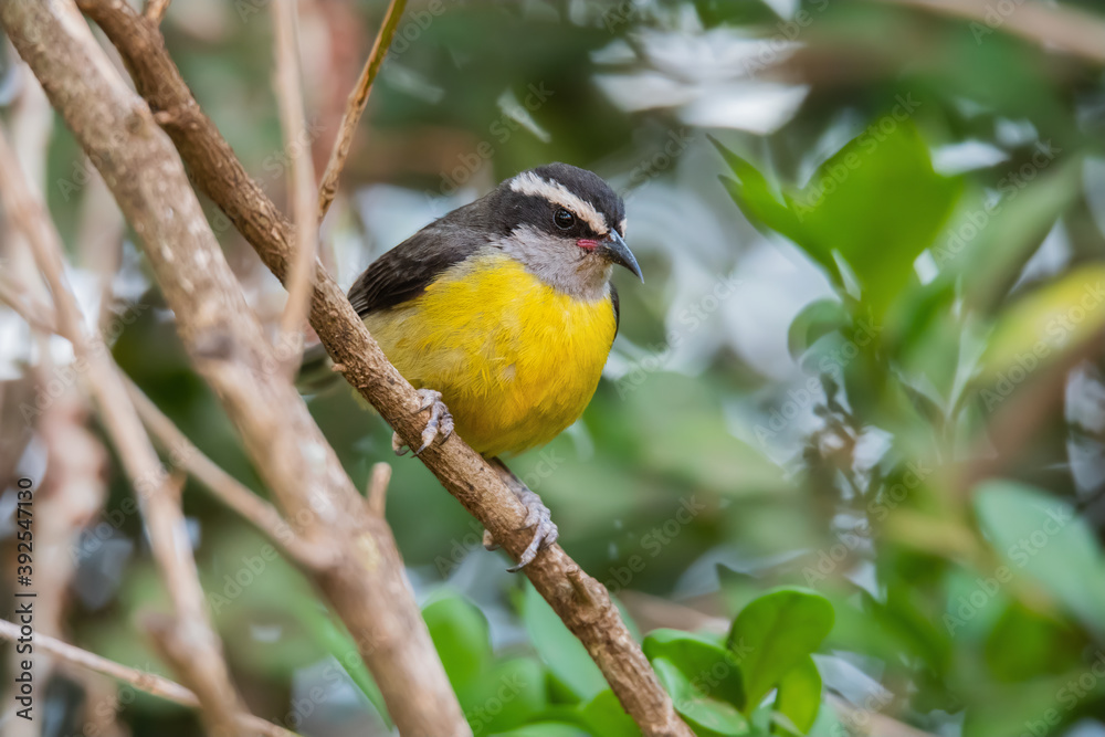 Fototapeta premium Bananaquit - Cambacica (Coereba flaveola)