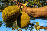 Jackfruits hanging in trees in a tropical fruit garden in Brazil