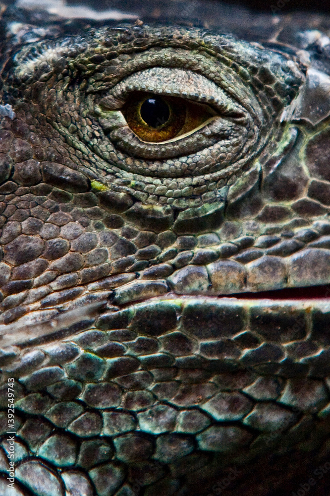 Fototapeta premium Close ups of huge reptiles from exotic places