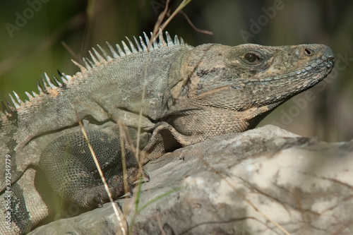 Close ups of huge reptiles from exotic places