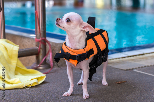 Fototapeta Naklejka Na Ścianę i Meble -  Water therapy is a good healing and comfortable relaxing activity. Dog wear life jacket in swimming pool.