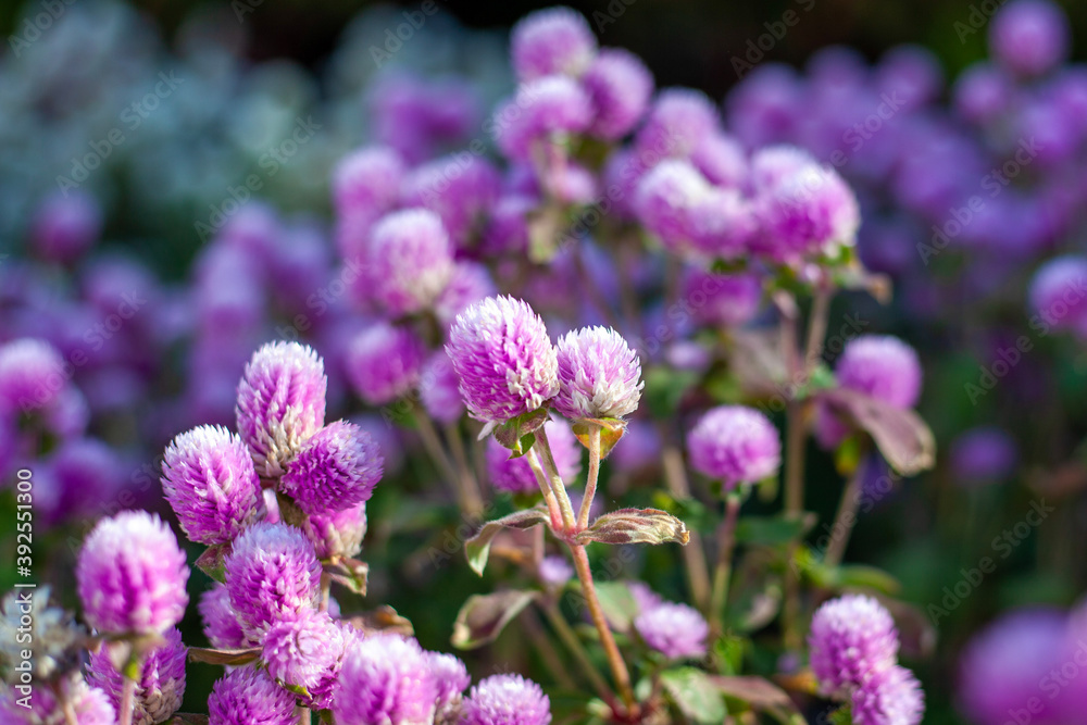Fototapeta premium close up of lavender