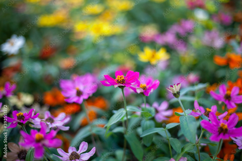 flowers in the garden flowers in the garden