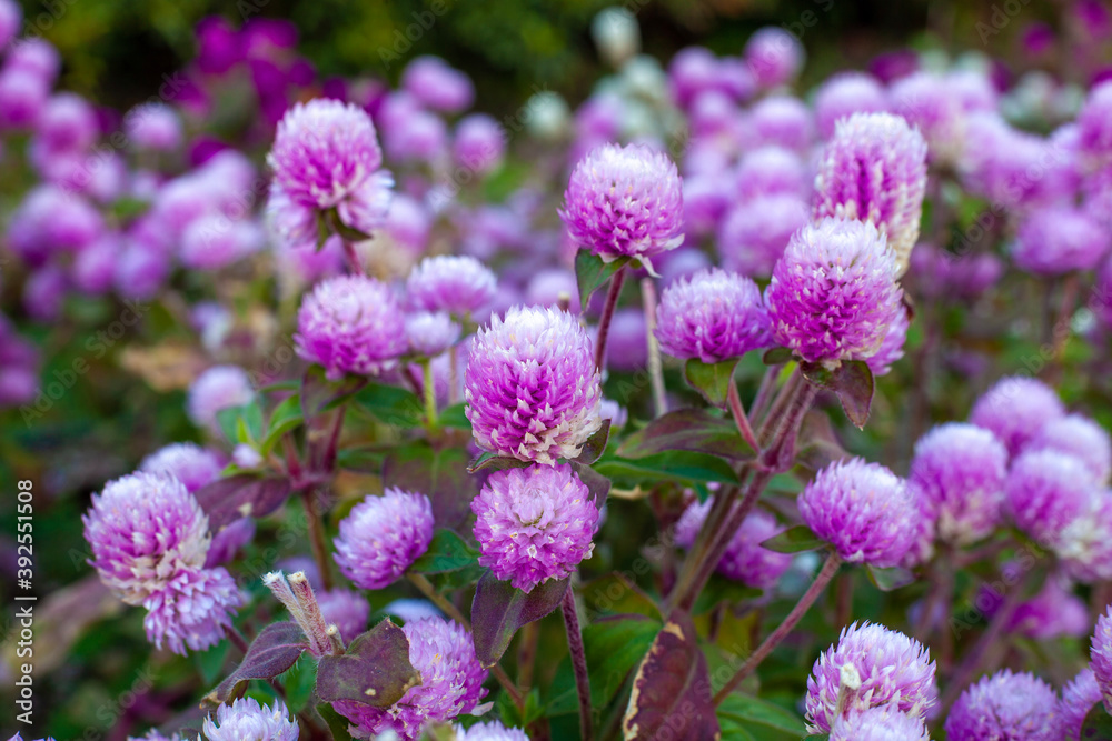 flowers in the garden flowers in the garden