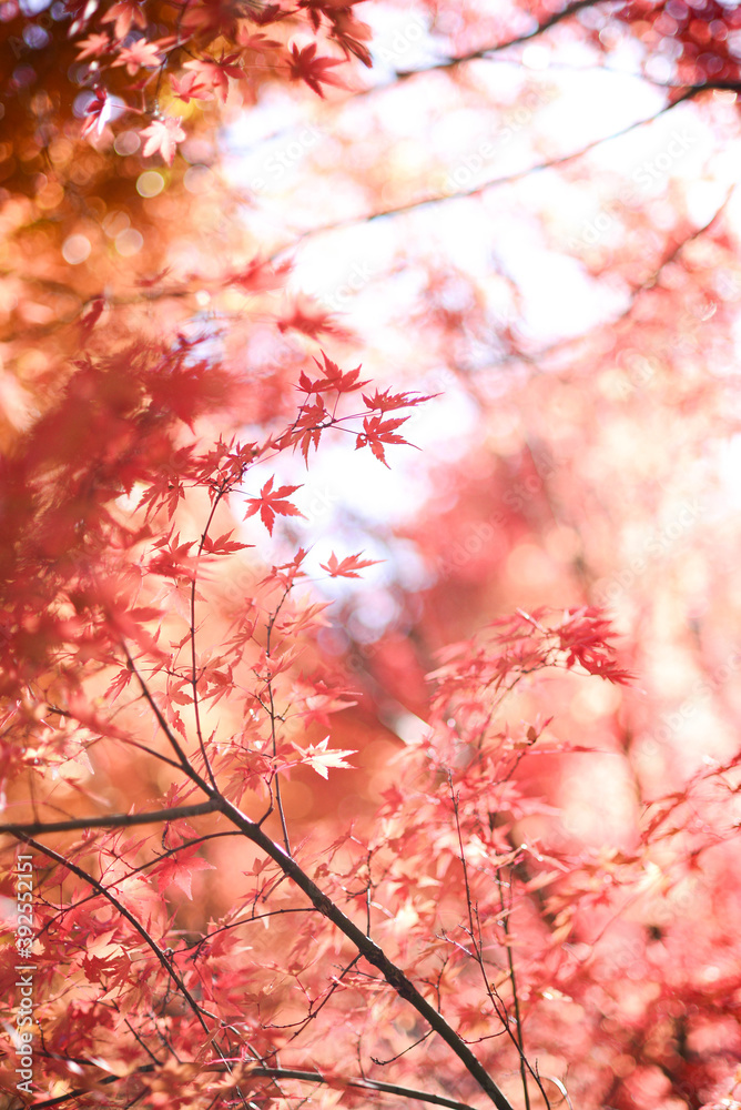 The autumn leaves in Japan are so beautiful. The autumn leaves in Japan are so beautiful.
