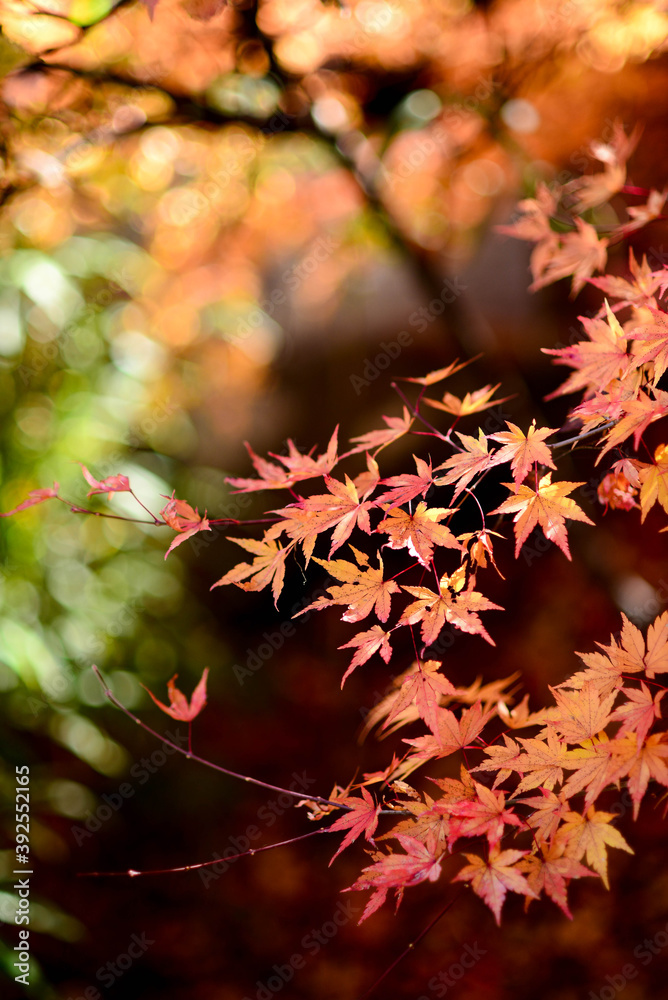 The autumn leaves in Japan are so beautiful. The autumn leaves in Japan are so beautiful.