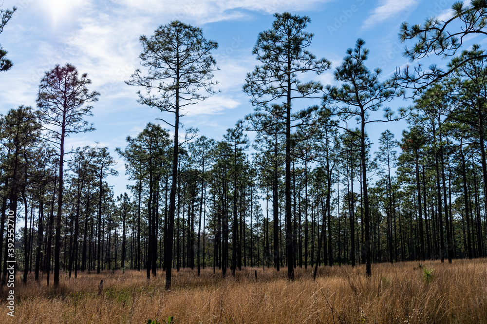 Long Leaf Pine Savannah Sunny Day Long Leaf Pine Savannah Sunny Day