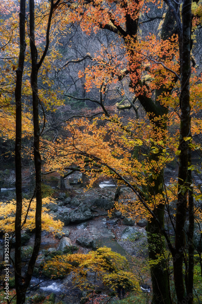 A river flows through the valley. Autumn landscape. Shot in Odamiyama, Ehime, Japan. Ishizuchi Quasi-National Park.
