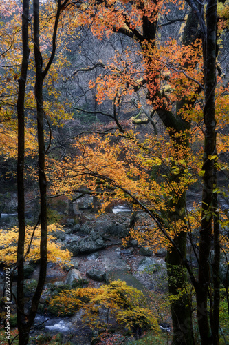 A river flows through the valley. Autumn landscape. Shot in Odamiyama, Ehime, Japan. Ishizuchi Quasi-National Park.