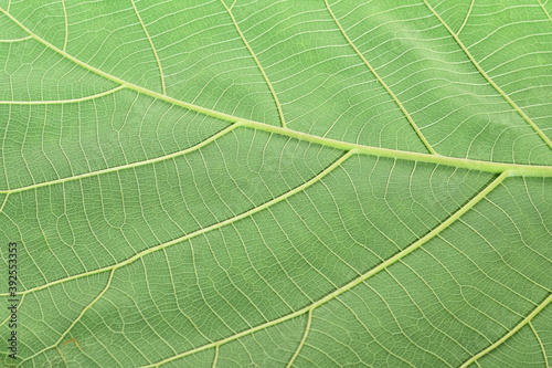 close up of green leaf