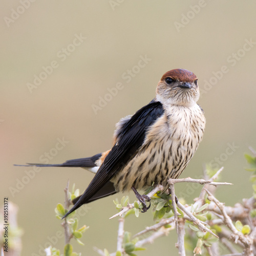 Addo Elephant National Park: Greater striped swallow