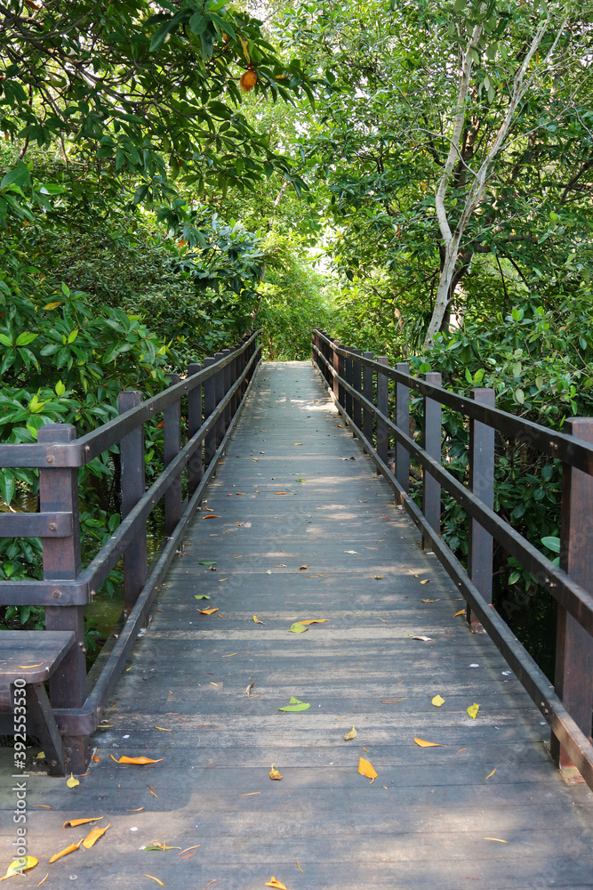 Mangrove Forest Boardwalk 2