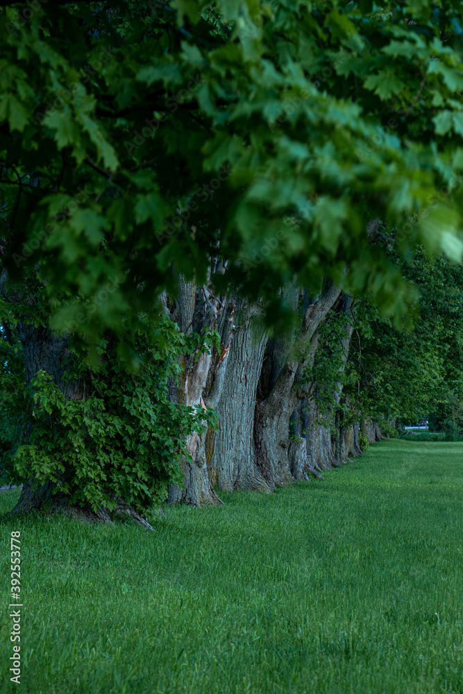 wall of trees wall of trees