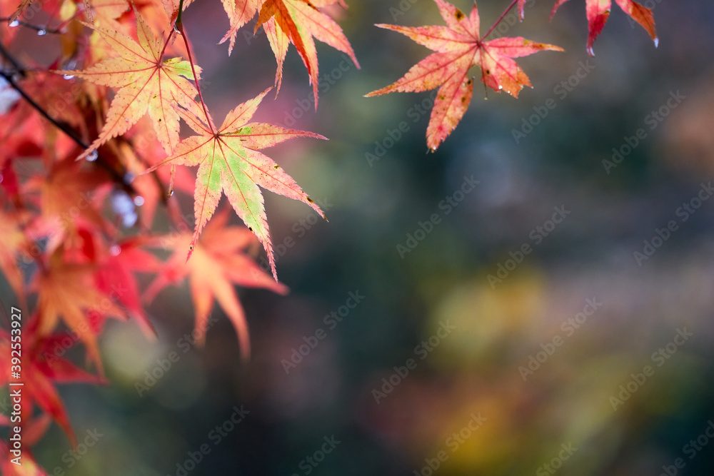 Red leaves. It is a beautiful autumn landscape. Red leaves. It is a beautiful autumn landscape.