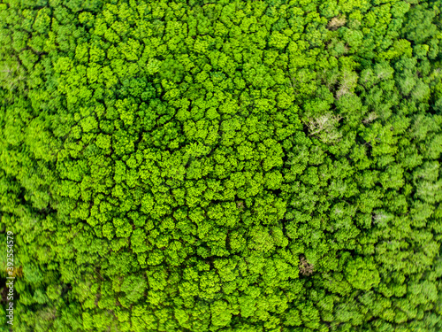 Green tropical green tree rain forest aerial view © themorningglory