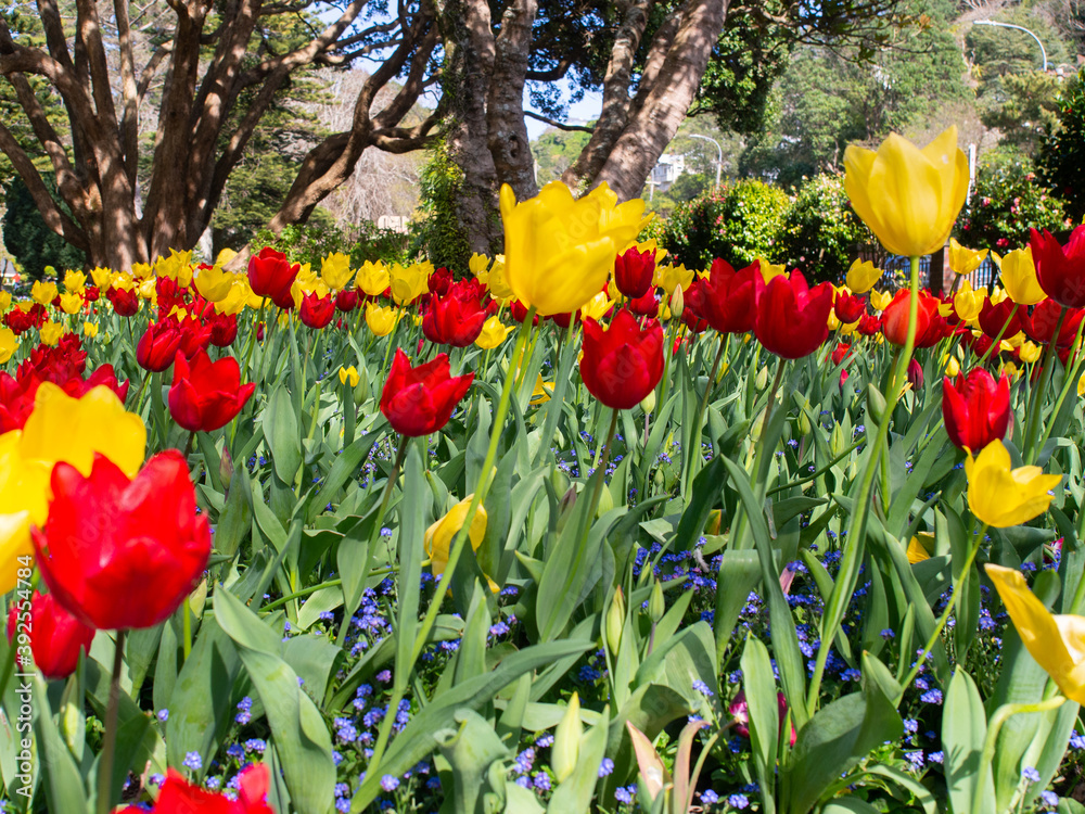 Obraz premium Red And Yellow Tulips In Botanic Garden
