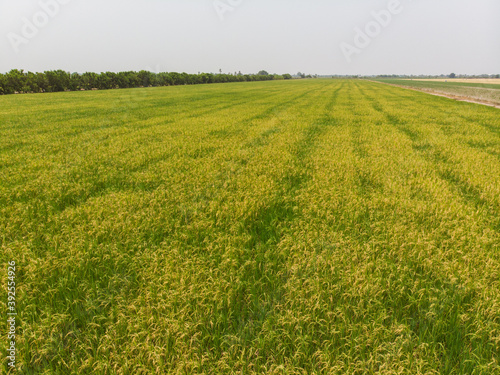 Aerial view yellow golden paddy rice field