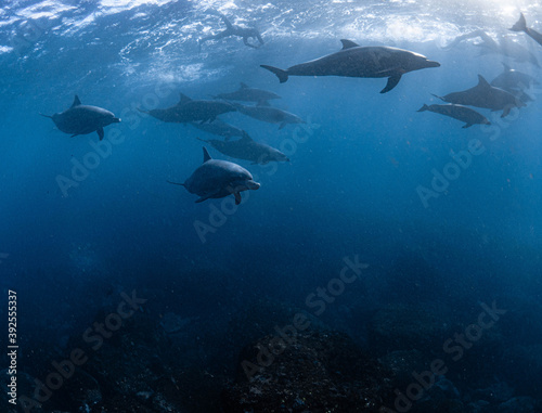 日本の海 イルカの群れ