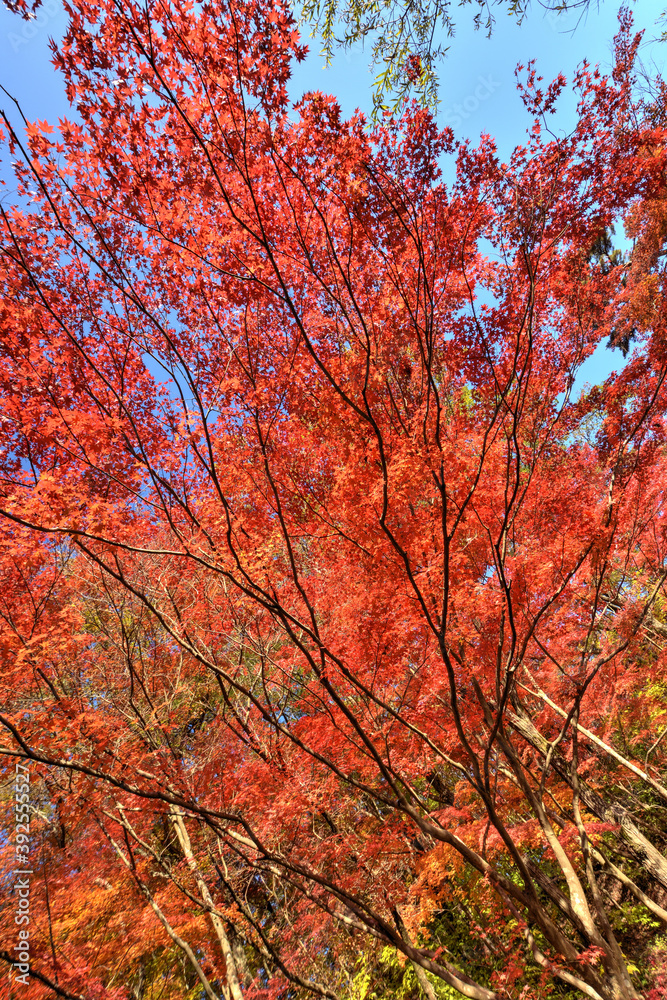 森林植物園の紅葉