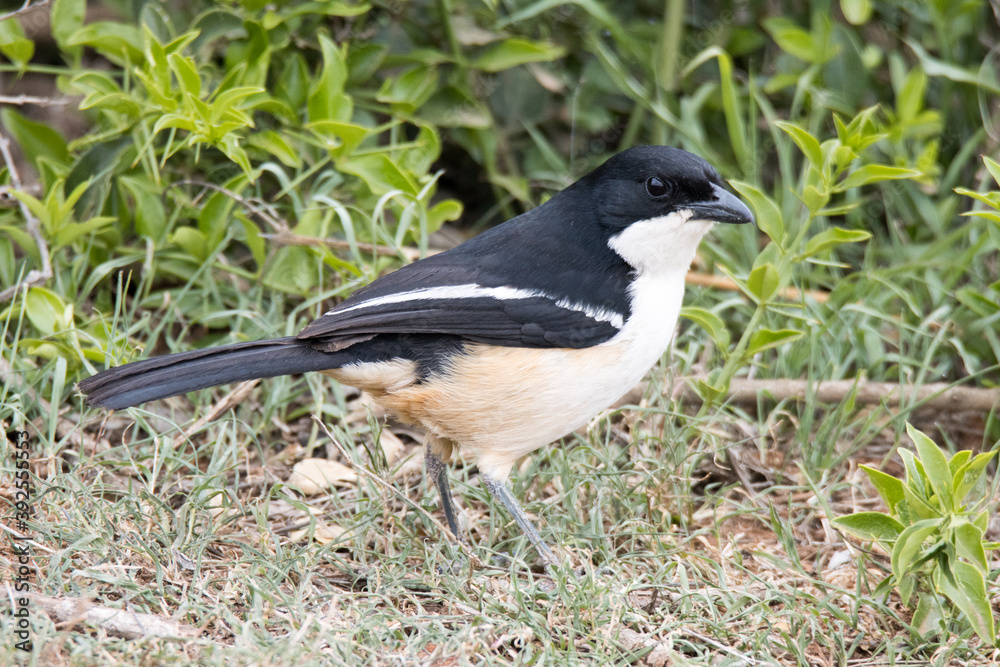 Addo Elephant National Park: Southern boubou foraging on ground Addo Elephant National Park: Southern boubou foraging on ground