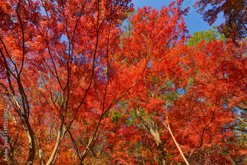 森林植物園の紅葉