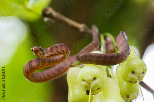 The keeled slug-eating snake, Pareas carinatus, is a species of snake in the family Pareidae . It is relatively widespread in Southeast Asia
 photo