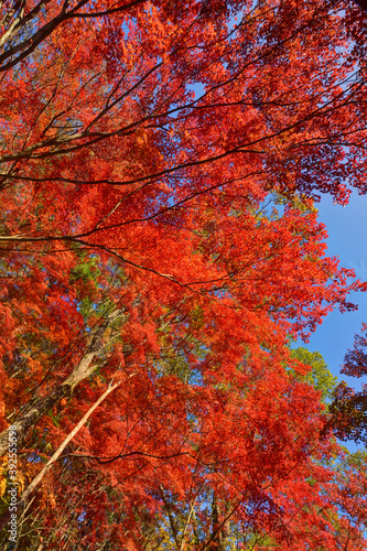 森林植物園の紅葉