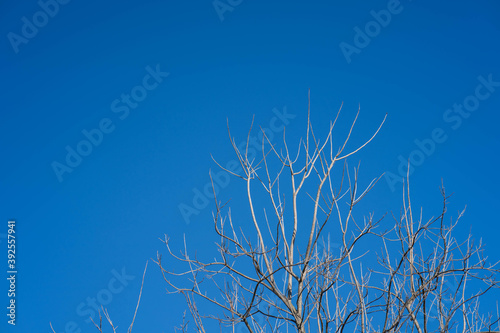 dead tree branches against blue sky © tienuskin