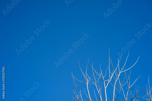 dead tree branches against blue sky