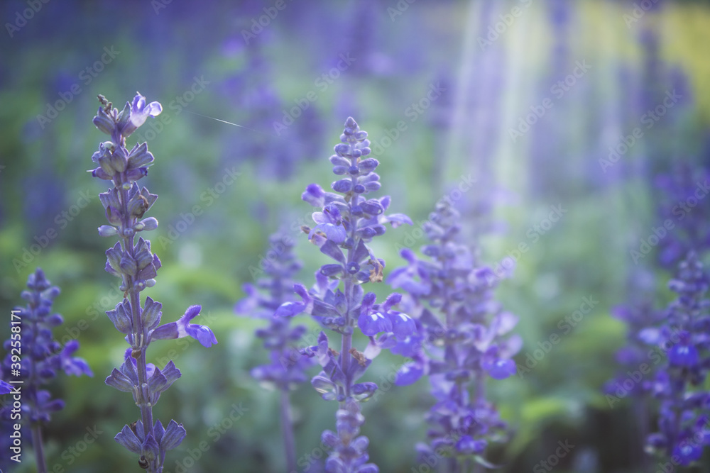 Obraz premium Beautiful purple flower background