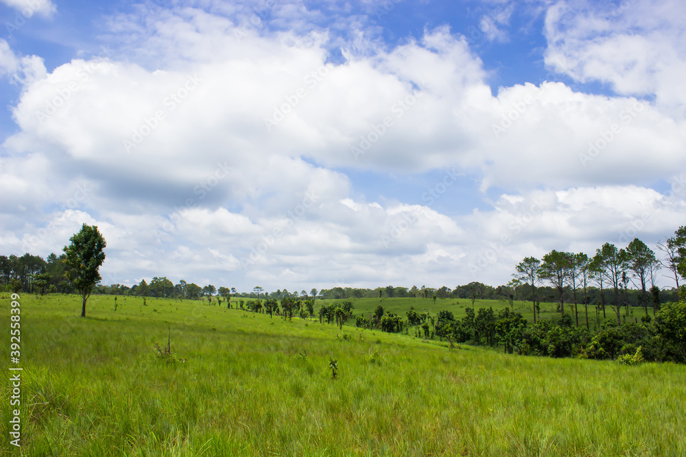 Green grass background,nature background