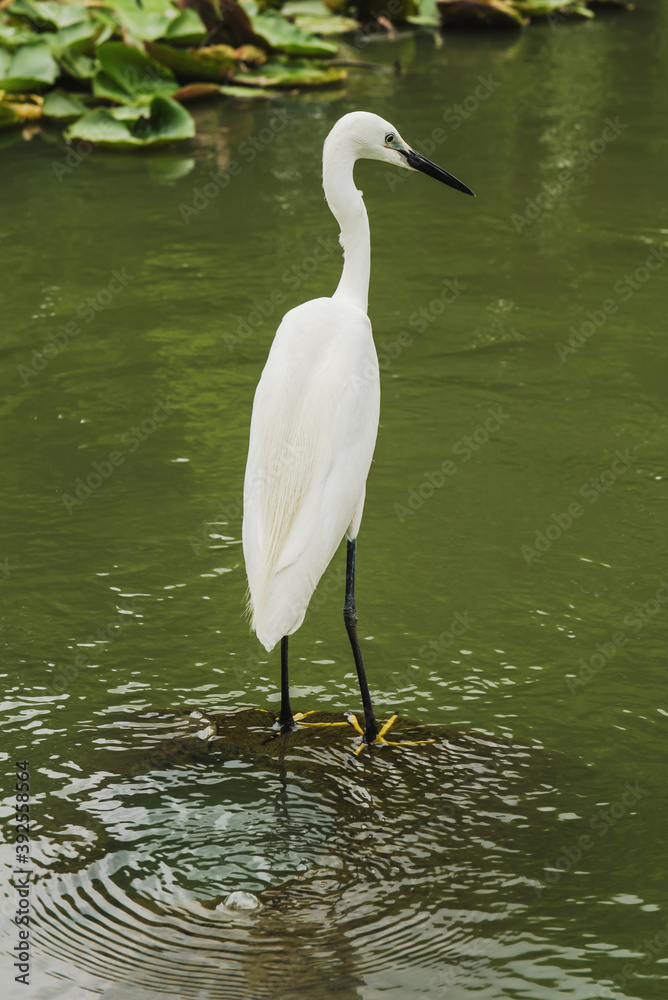 Egret with swamp background Egret with swamp background