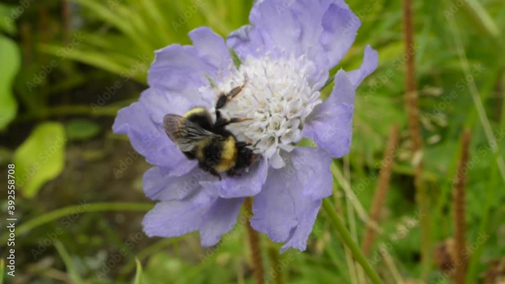 A fuzzy bumblebee collects pollen a flower A fuzzy bumblebee collects pollen a flower