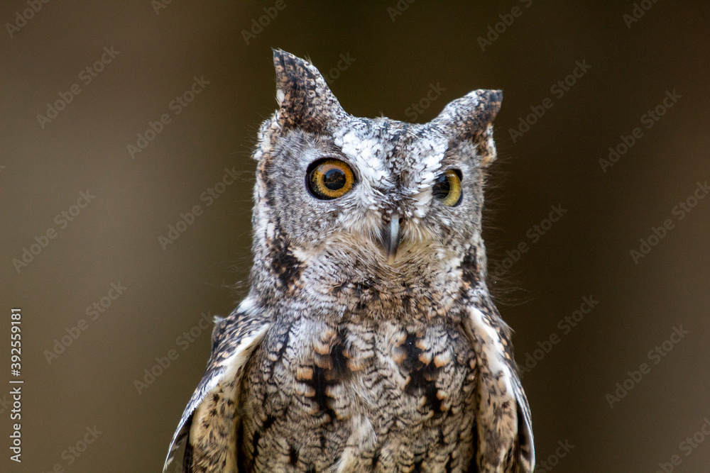 A portrait of a Screech owl